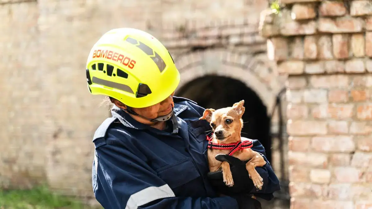 Pasadena Firefighters Save Unconscious Sheltie from Burning Home