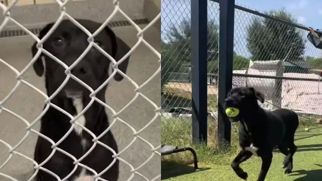A Heartbroken Shelter Dog Seeks a New Forever Home After Return