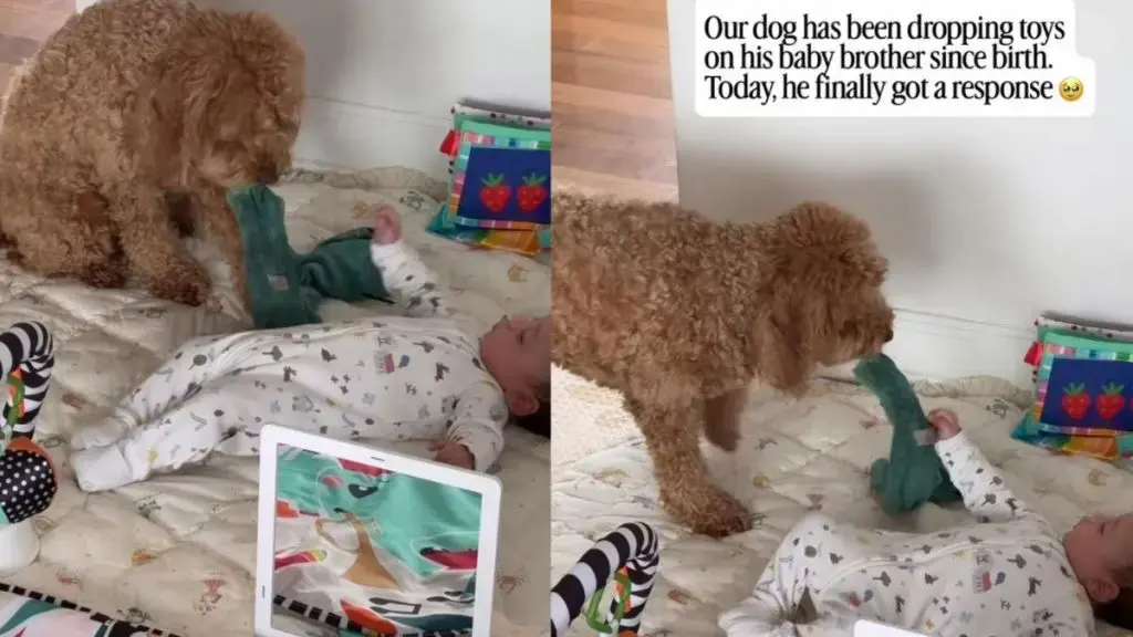 Patient Pup Shares Favorite Toy With His Baby Brother