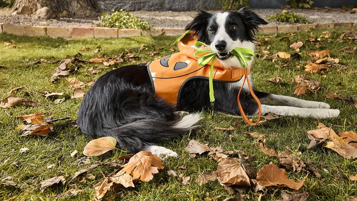 PetSmart Unveils Halloween Costume Collection for Pets
