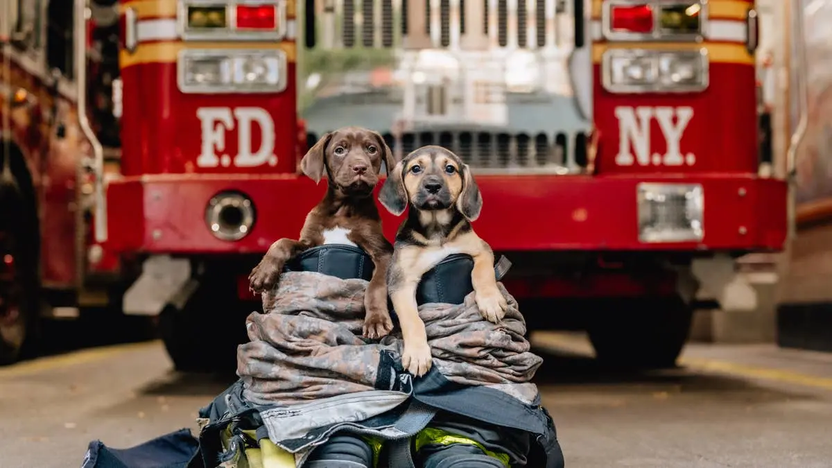 Phoenix Firefighters Save Two Dogs From Burning Home