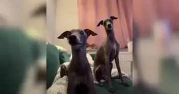 Pickle the Italian Greyhound Communicates With Humans Through Unique Vocalizations
