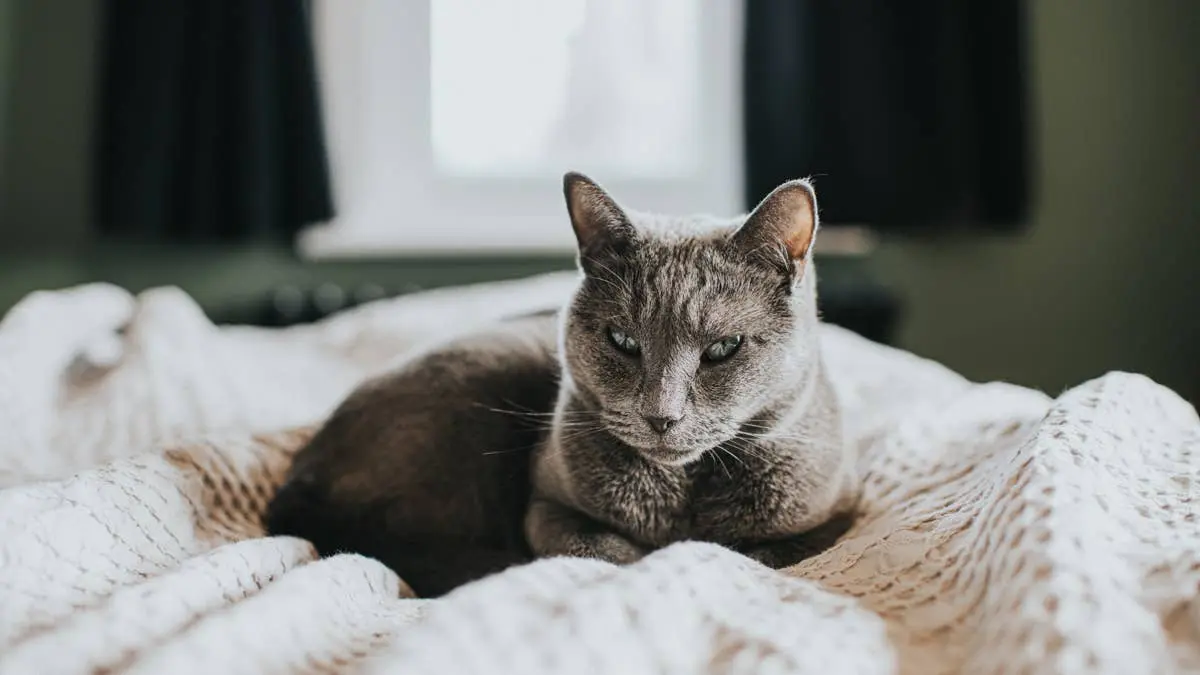 Cat Refuses to Let His Little Girl Get Out of Bed and Gives Mom a Look That Says Everything