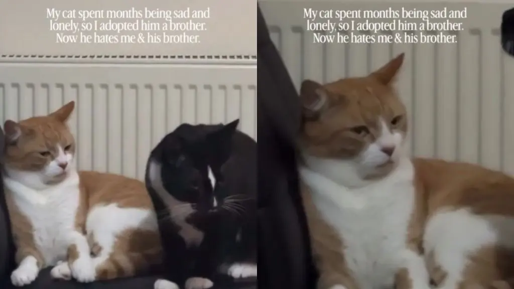 Owner Introduces New Cat to Lonely Pet, Who Looks Deeply Unimpressed