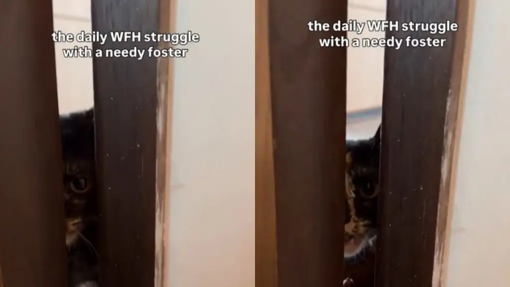 Foster Cat Miffy Won't Let Mom Finish Work Without Constant Attention