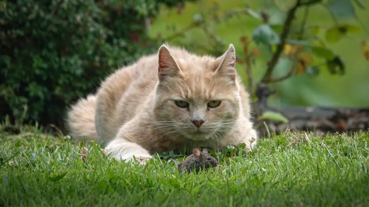 Orange Cat’s Half‑Baked Hunt Turns Viral Comedy