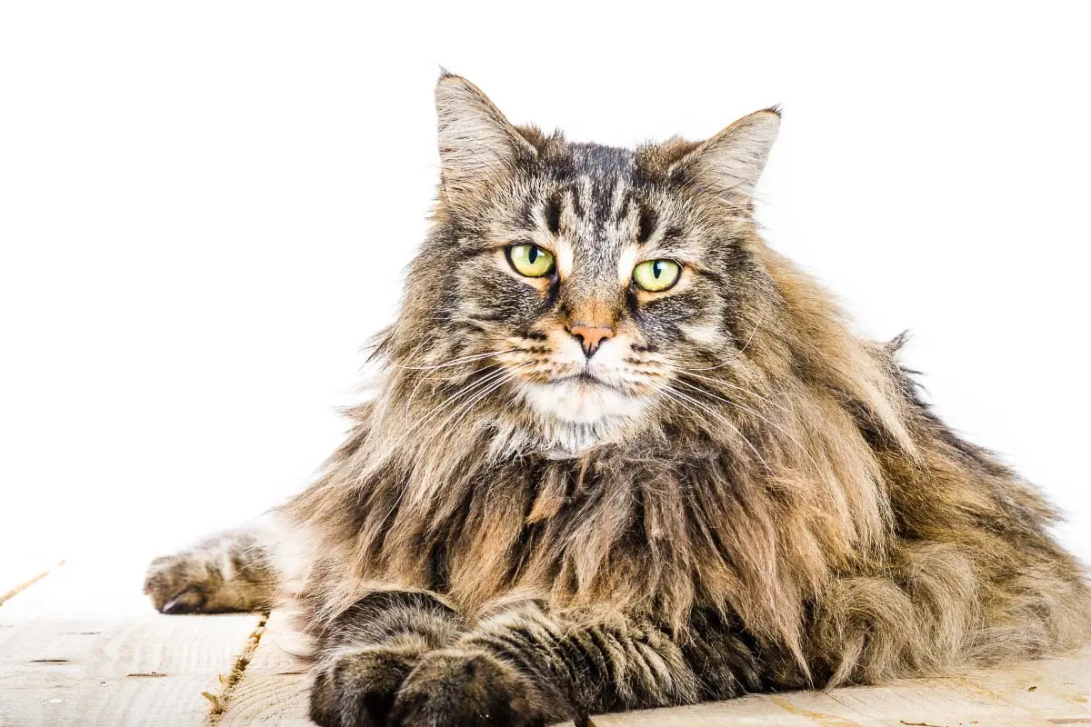 The Bold and Striking World of Tabby Cats