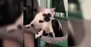 The Reverse Tuxedo Cat: A Striking White-and-Black Feline Pattern Explained