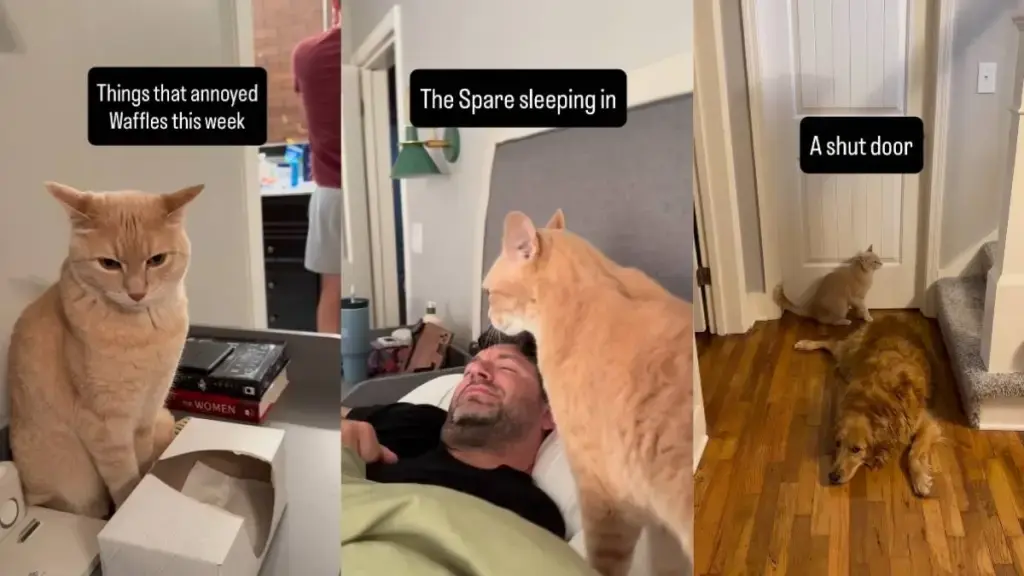 Ten-Year-Old Polydactyl Cat Enforces Strict House Rules for Humans