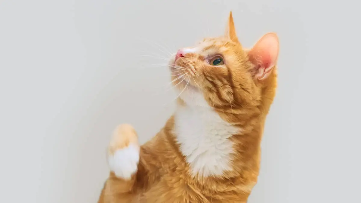 Orange Cat Patiently Waiting for Playtime With His Hamster Bestie Is Straight Out of a Movie
