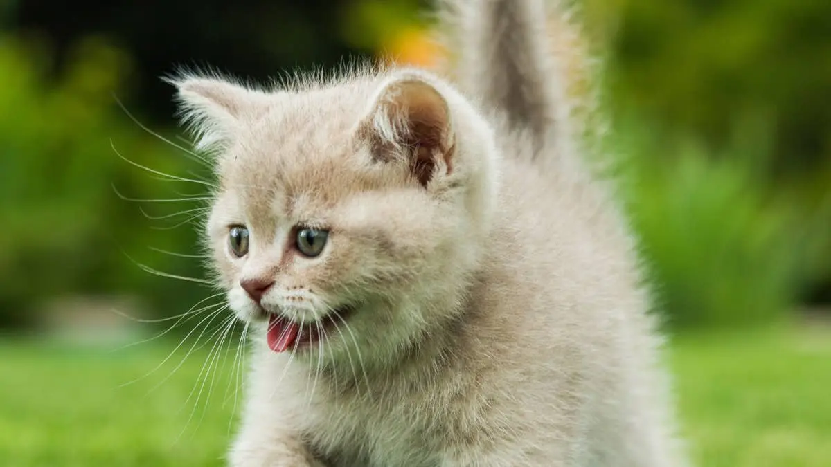 Kitten Takes the Mound, Wins Hearts at Gwinnett Stripers Game