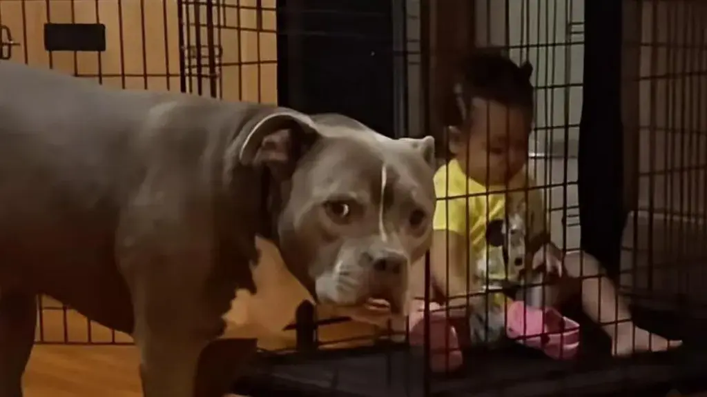 Dog’s Crate Taken Over by Toddler Leaves Pit Bull Looking for Help