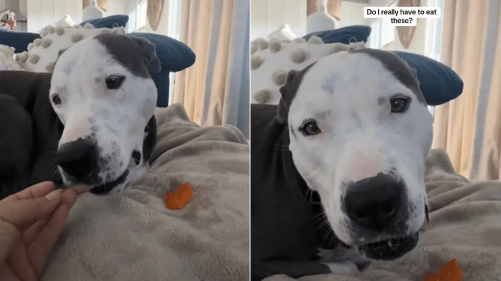 Pit Bull Violet’s „No” to the New Healthy Treat