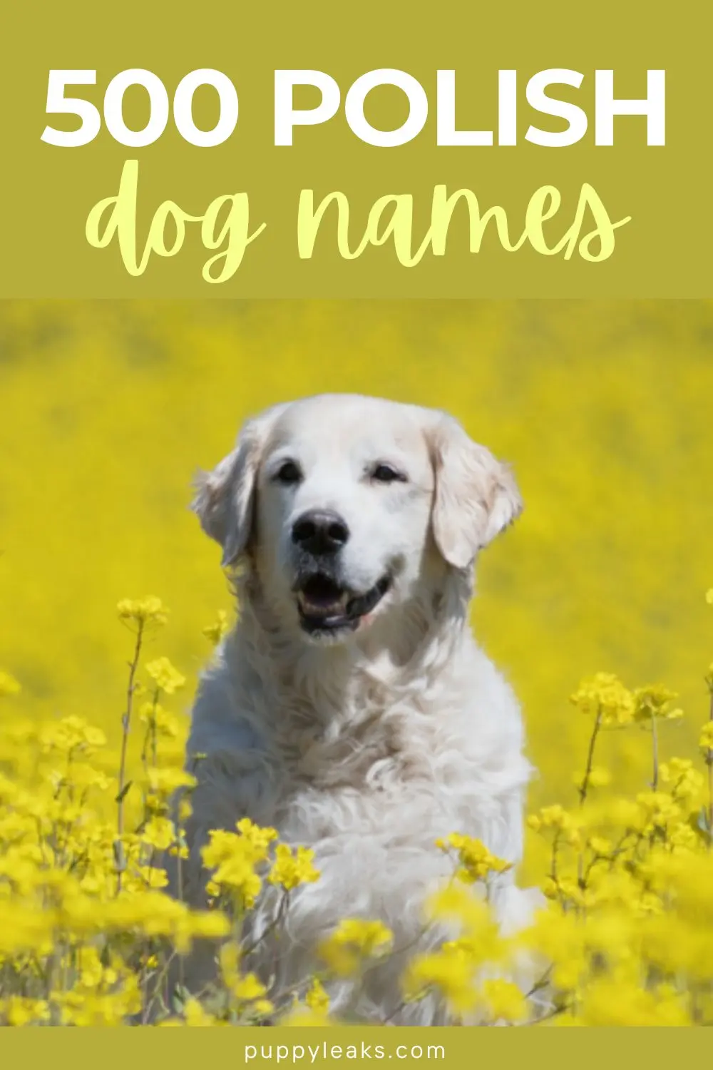 500 Polish Dog Names for Your New Companion