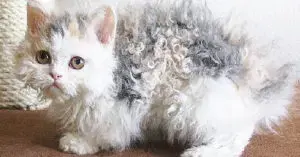 Poodle Cats: Curly-Coated Felines Explained