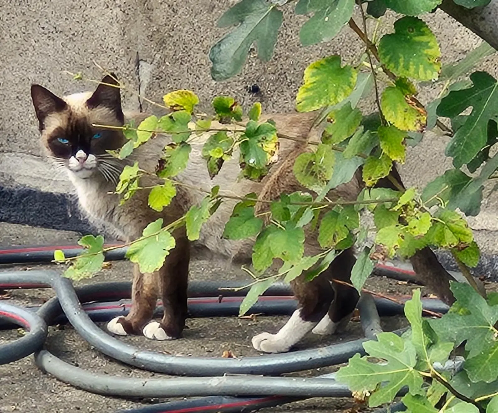 The Stray Cat Who Rewrote My Life: A Story of Trust and Transformation
