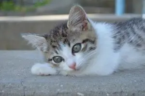 Best Flea Treatments for Cats in 2026: Prescription, OTC, and Natural Options Compared