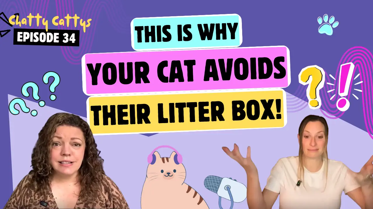 Fixing Feline Litter Box Mistakes and Behavioral Issues