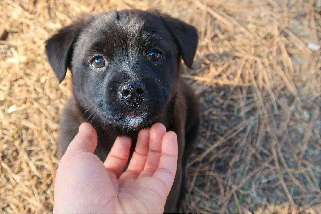 Tiniest Puppy Found Abandoned Outside Supermarket