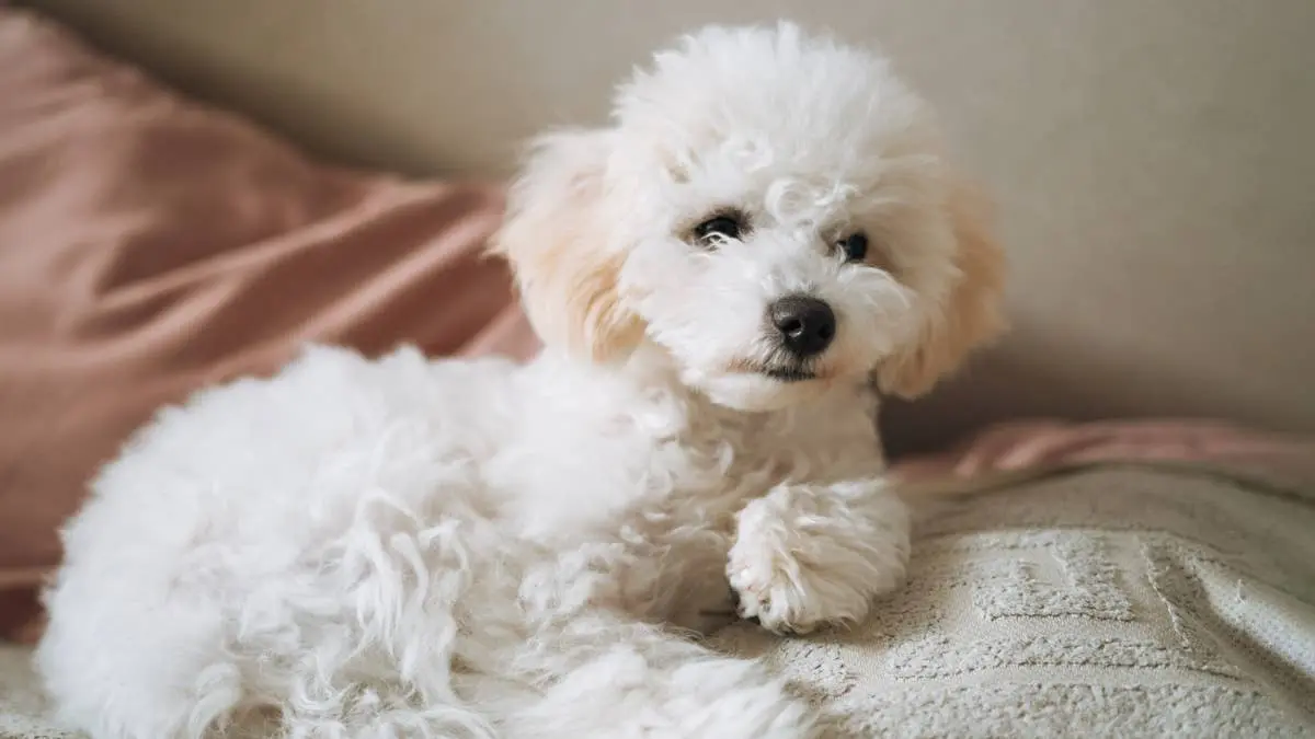 Stolen Puppy Reunited With Pet Store After Seven-Month Disappearance