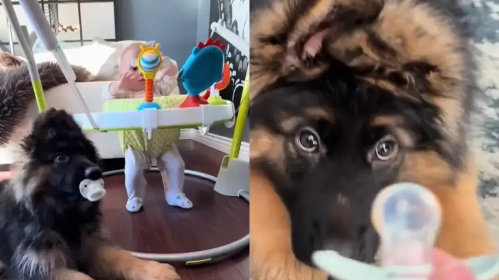 Puppy Carries Baby’s Pacifier Around the House Like Nobody Told Him He’s Actually a Dog