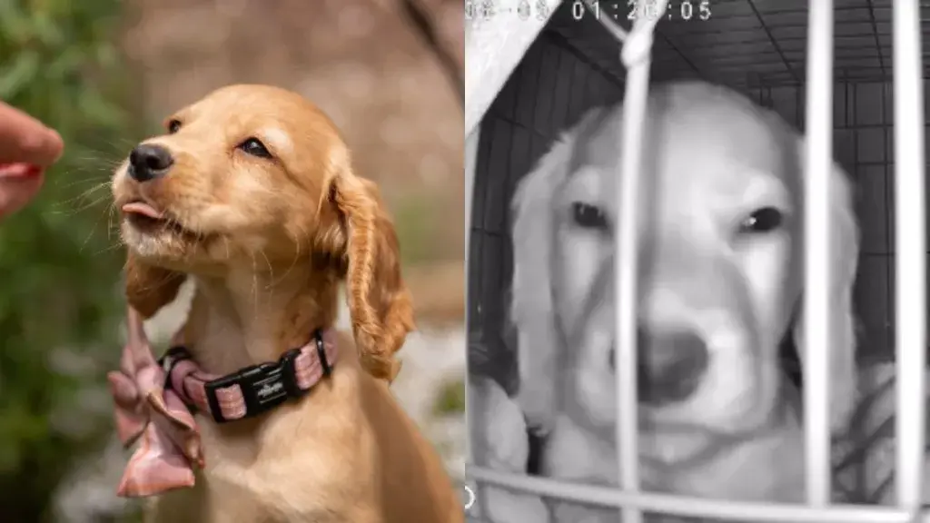 Puppy Caught on Camera Staring Directly at Lens During Midnight Check-In