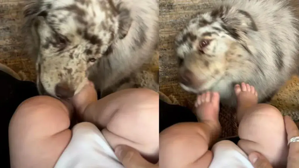 Dog Keeps Chasing Tiny Human’s Wiggly Toes for One More Kiss