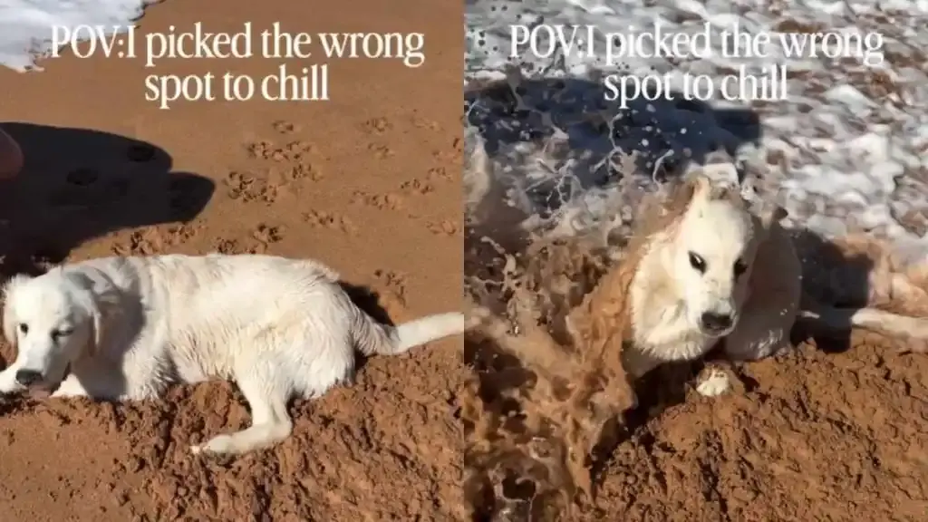 Golden Retriever Puppy Picks Perfect Spot by Water, Then Instantly Regrets It