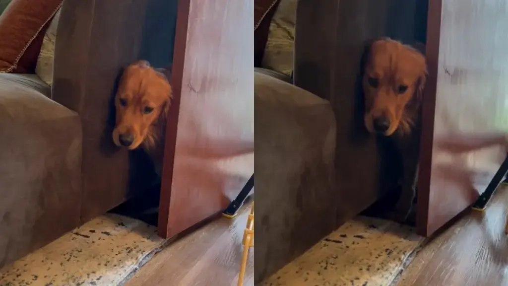 Golden Retriever Puppy Finds Himself Trapped in Hilarious Spot