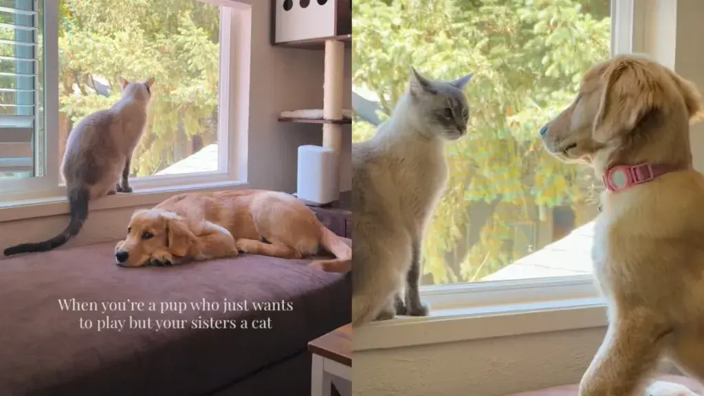Golden Retriever Puppy Hesitates to Play After Cat's Stern Look