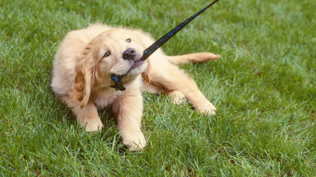 Golden Retriever Puppy Takes Charge of Horse Training Session
