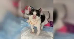 Kitten With Severe Cleft Palate Achieves Milestone After Rescue