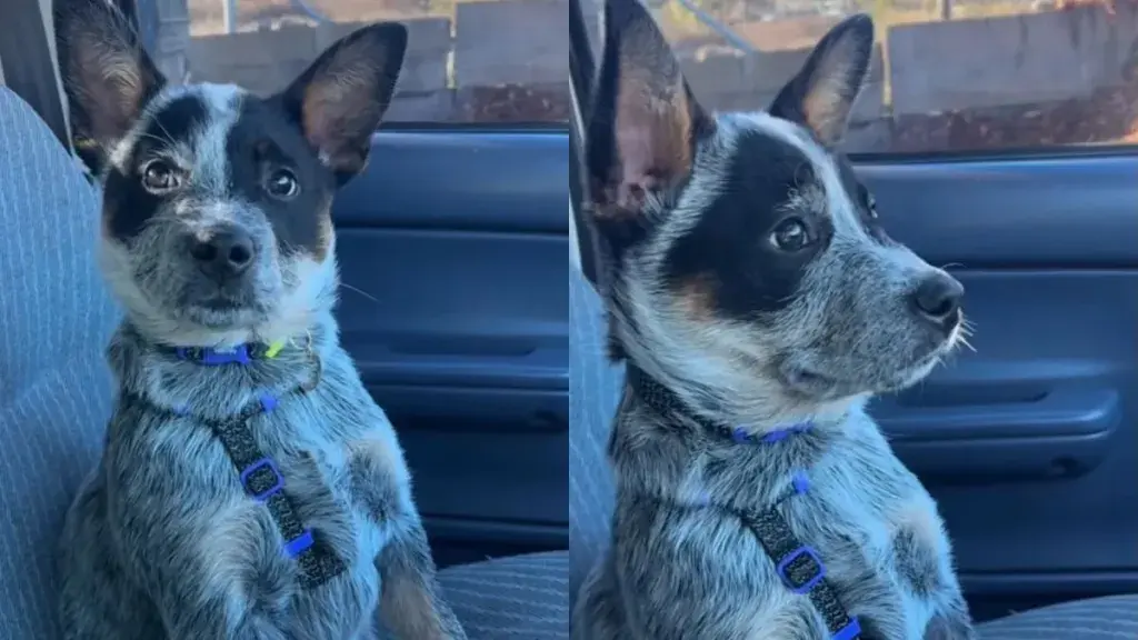 Blue Heeler Puppy Takes on Dad's Work as Helpful Helper