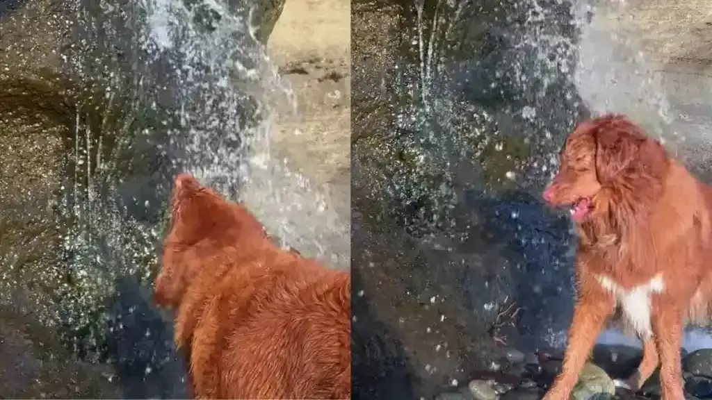 Pup Ignores Ocean Scenery to Attack Waterfall in Viral Video