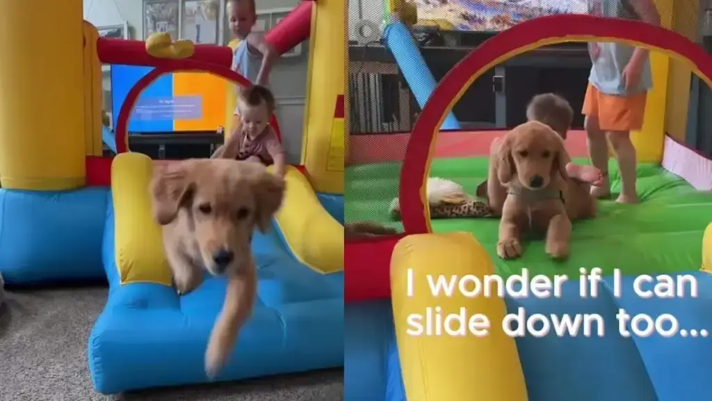 Puppy Discovers the Pure Joy of an Inflatable Jump Castle