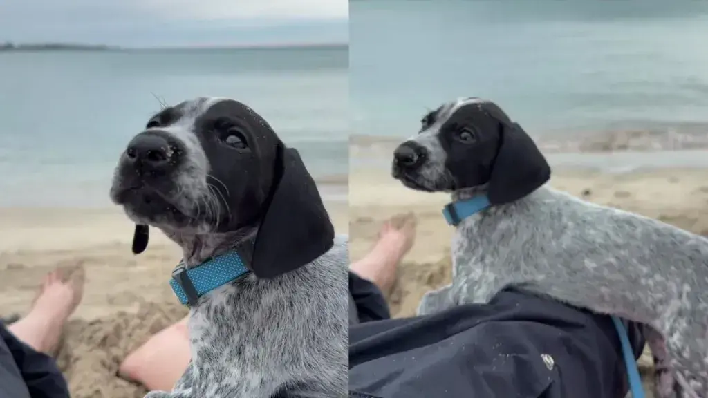 Puppy Experiences the Magic of the Sea During First Beach Trip