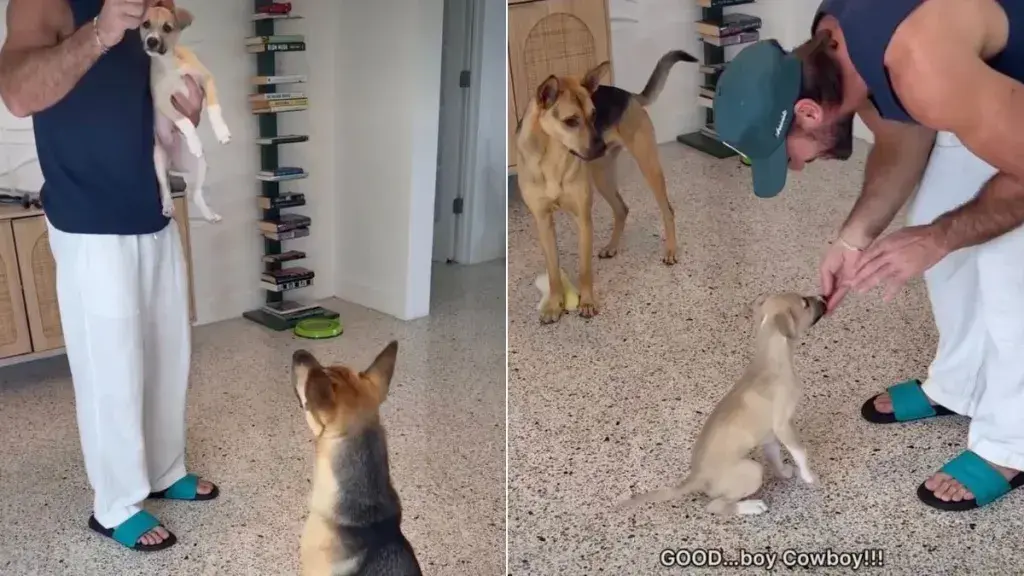Puppy Learns Essential Manners by Mimicking His Older Rescued Brother