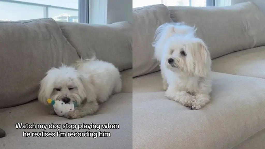 Tiny Vancouver Morkie Halts Playtime After Spotting Camera