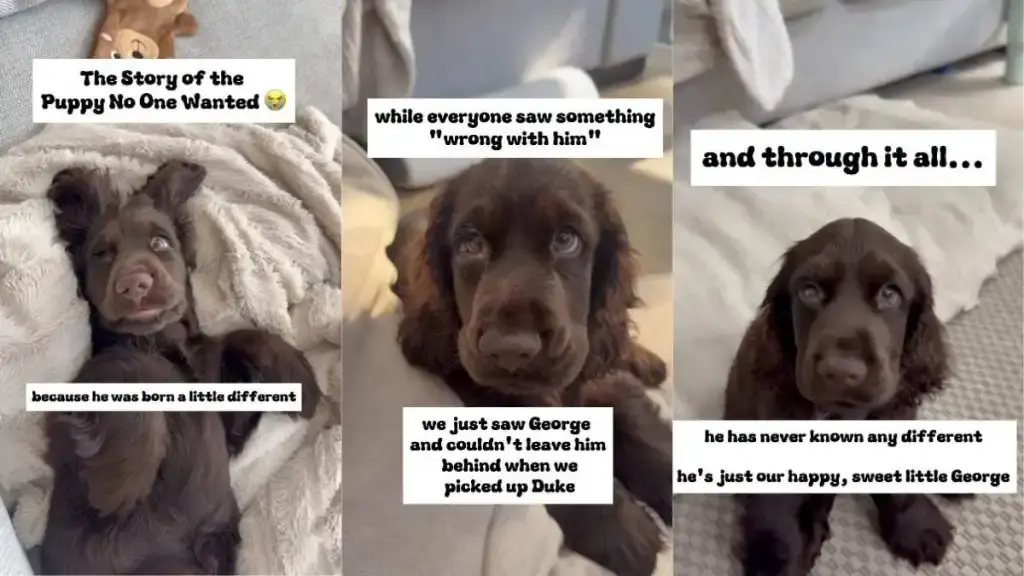 Puppy Born With Unique Eye Finds Loving Home After Being Overlooked