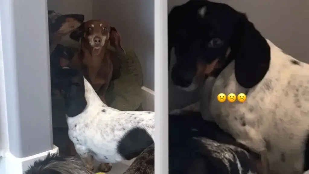 Puppy’s Ear Cleaning Turns Into Comedy Show