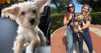 Puppy’s First Mom Made Heartbreaking Choice After Cancer Diagnosis
