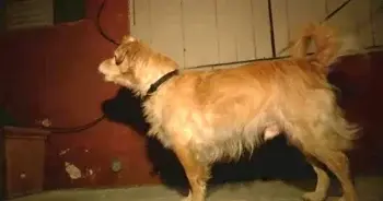 Quiet Rescue Dog Alerts Owner, Leads to Unexpected Escape