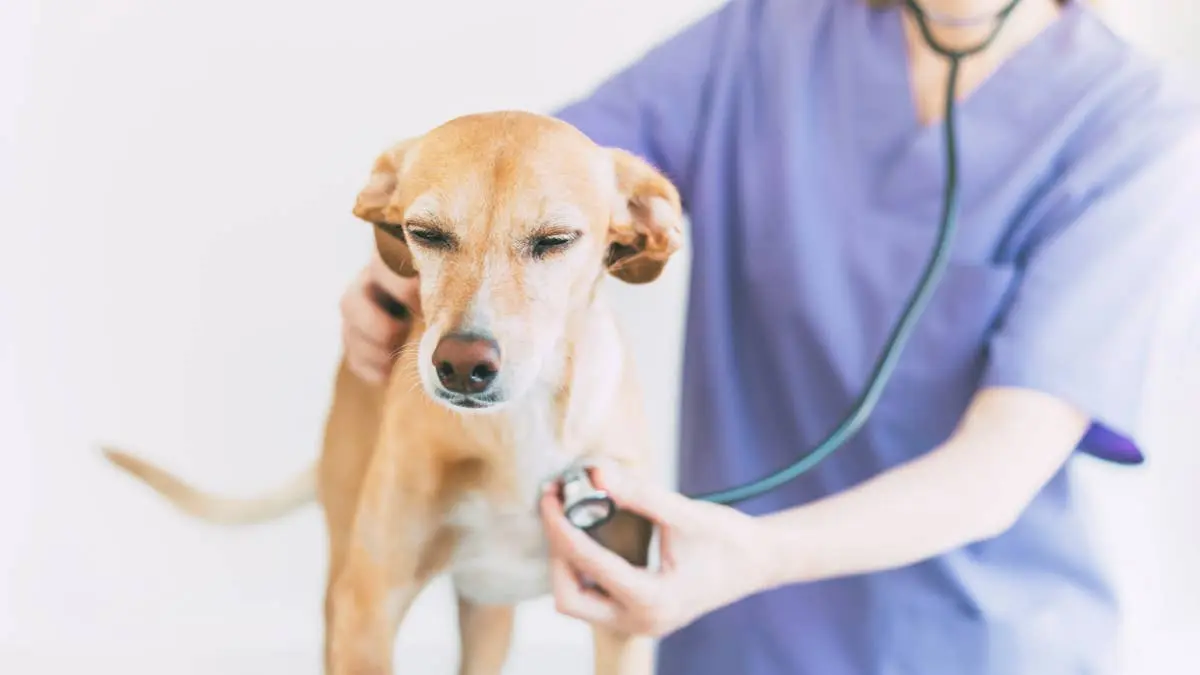 Rabies Infections Spike Across America, Prompting Urgent Veterinary Guidance