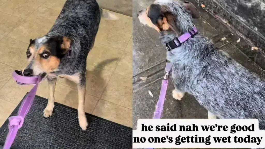 Rain Stops Loverboy’s Morning Stroll
