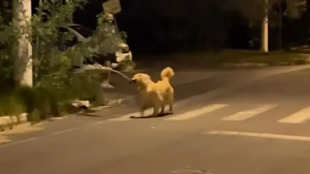 Ralph the Golden Retriever turns routine evening stroll into viral spectacle
