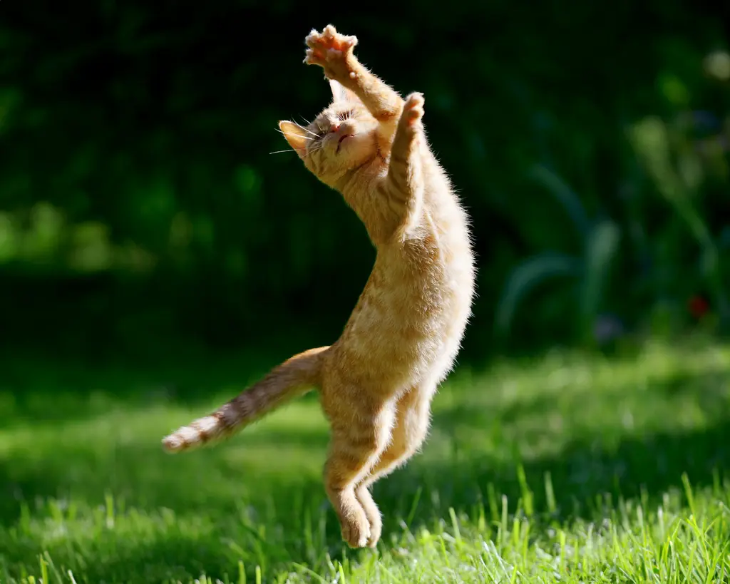 Why Do Cats (adsbygoogle = window.adsbygoogle || []).push({});