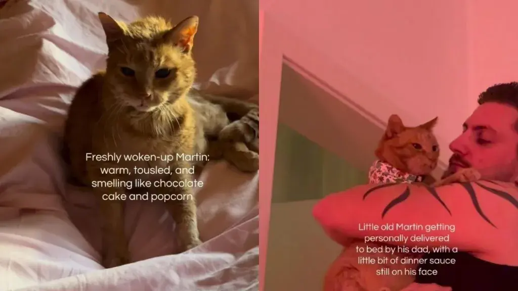 Rescue Cat Is So Sleepy Dad Has to Personally Carry Him To Bed