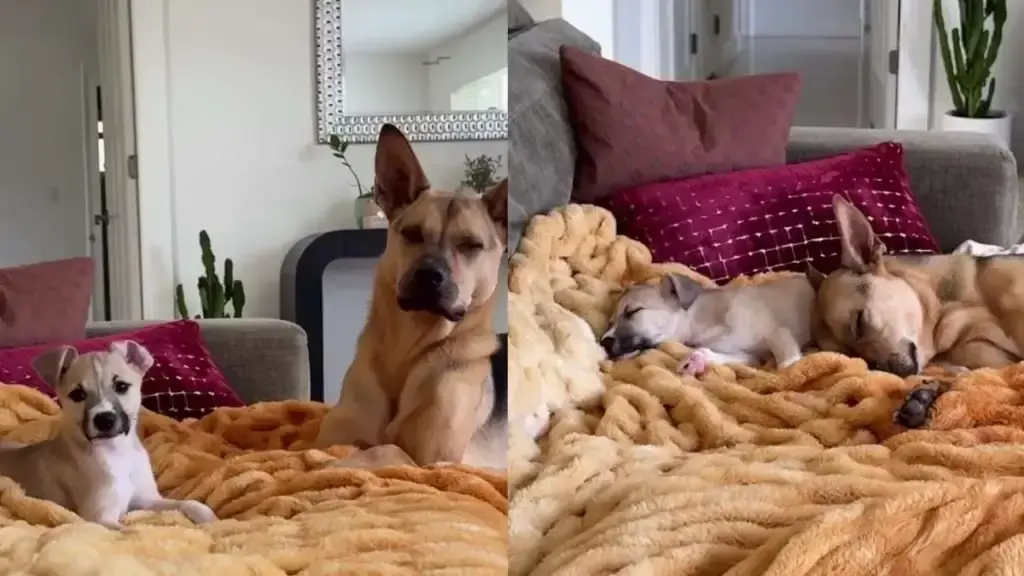 Rescue Dog and Puppy Brother Pause Playtime for Dad’s Gentle Question