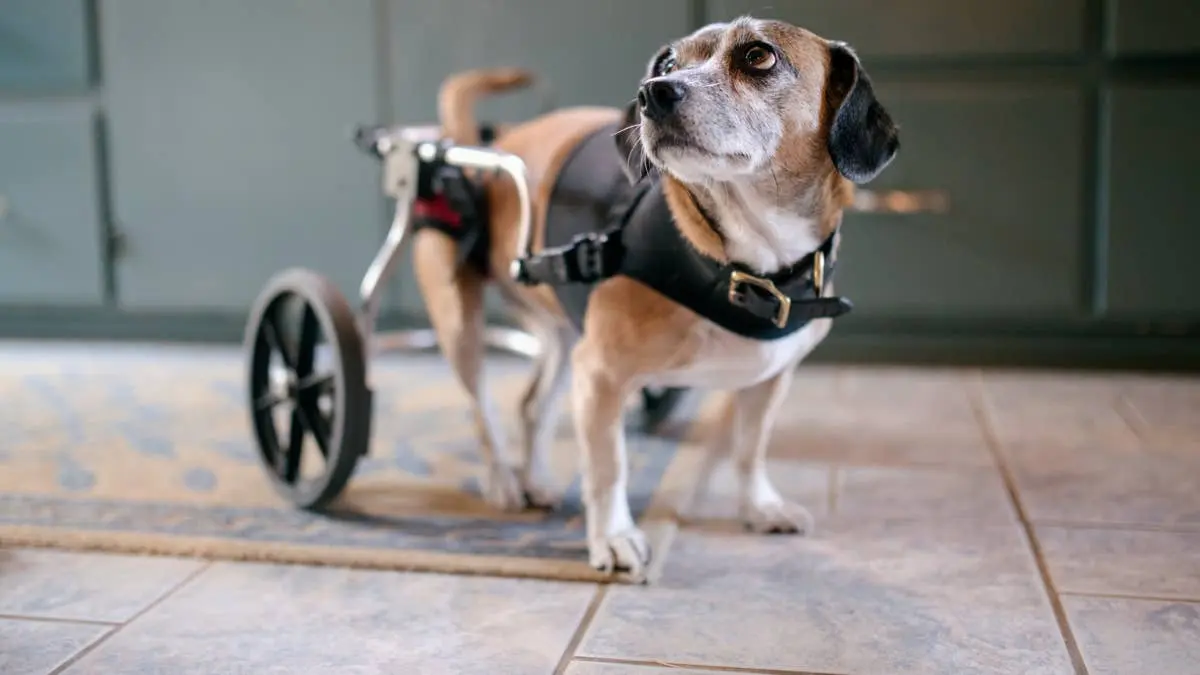 A Beloved Rescue Dog Returns Home Following Months of Intensive Rehabilitation