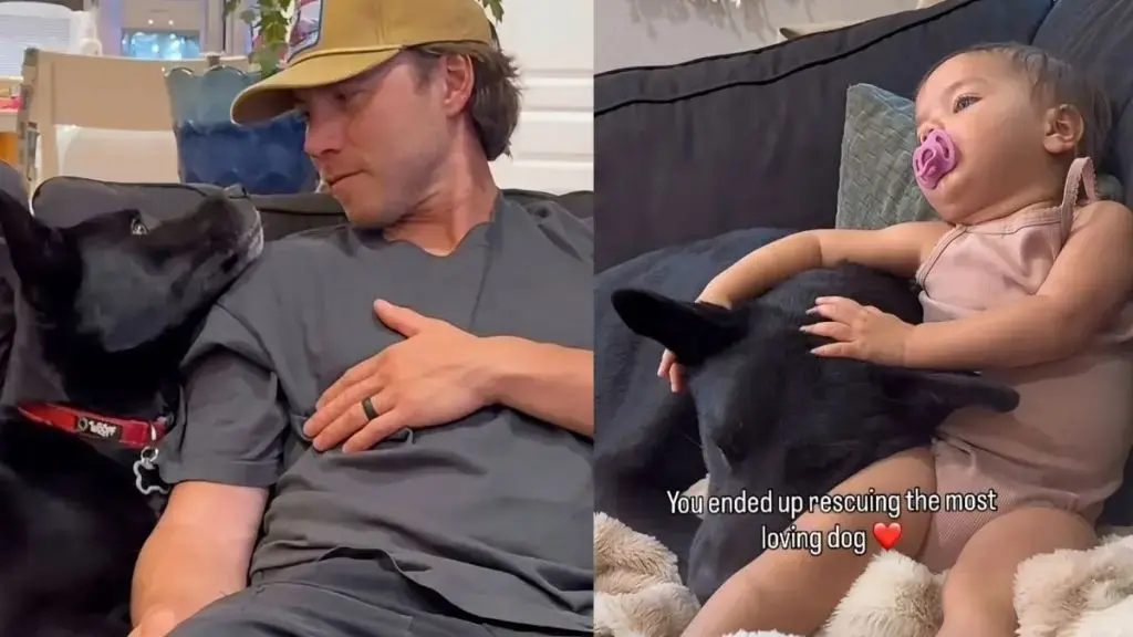 Rescue Dog Bosco Finds Joy Cuddling With Family's Tiny Child